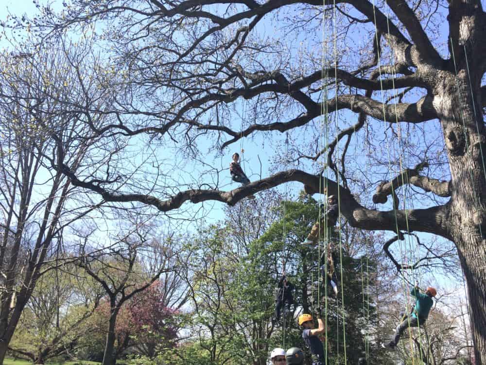 Canopy Climb Botanical Gardens MO