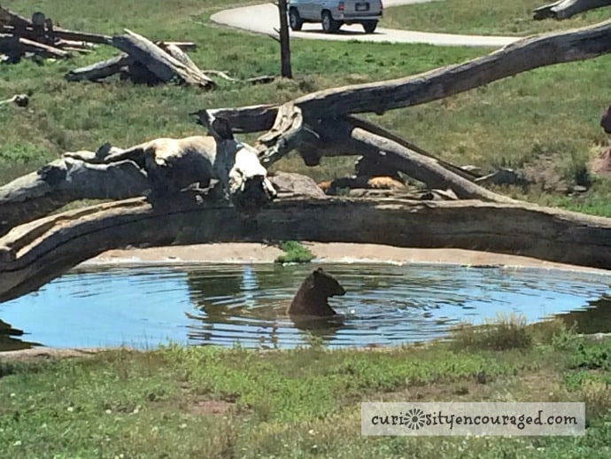 For Kids: Wildlife of South Dakota