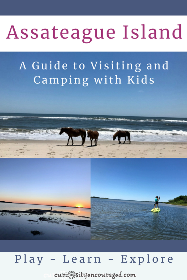 One of the most beautiful places my family has visited, Assateage Island offers swimming, hiking, nature programs, camping, and wildlife viewing. Clean beaches, huge campsites, wild ponies- if your family loves the outdoors, Assateague Island cannot be missed!