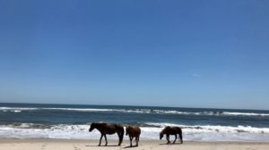 Assateague Island- A Guide to Visiting and Camping with Kids