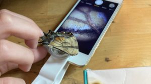 The Perfect Microscope for Homeschoolers is uHandy!